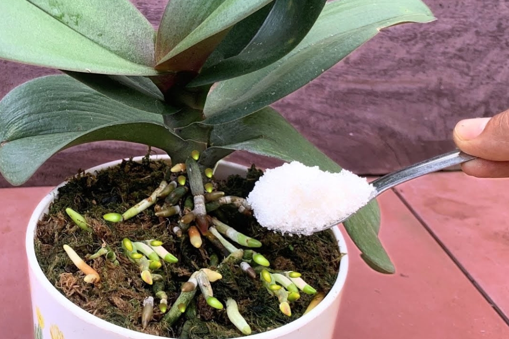 Streu einen Teelöffel davon darüber! Plötzlich wuchsen der Orchidee 1001 Wurzeln und sie blühte mit unglaublichen Blüten.